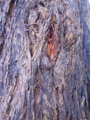 Eucalyptus resinifera