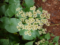 Cissus oreophila