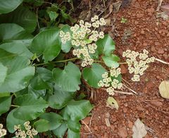Cissus oreophila
