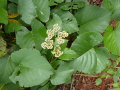 Cissus oreophila