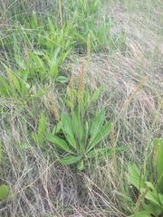 Plantago eriopoda