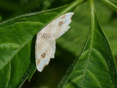 Macaria notata