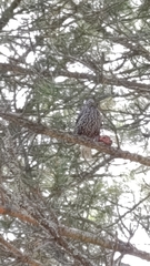 Nucifraga caryocatactes