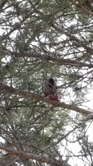 Nucifraga caryocatactes