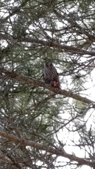 Nucifraga caryocatactes