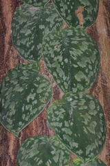 Scindapsus pictus