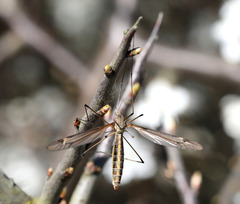 Tipula lateralis