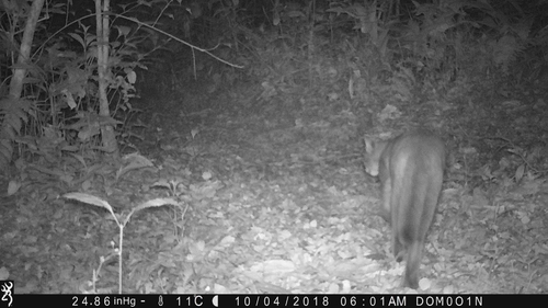 African Golden Cat
