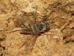 Stomylomyia tenella