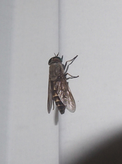 Tabanus autumnalis