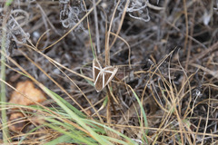 Chalciope delta