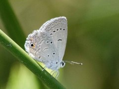 Eicochrysops messapus