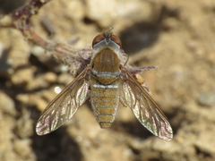 Stomylomyia tenella