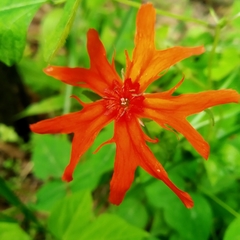 Silene fulgens