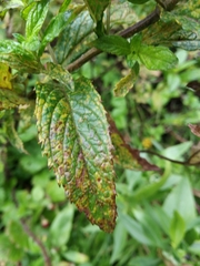 Puccinia menthae