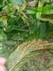 Puccinia menthae