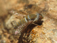 Stomylomyia tenella