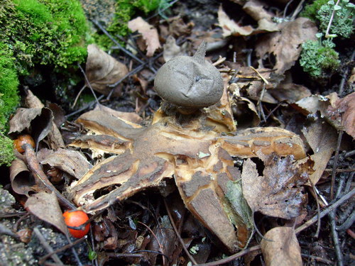 Beaked Earthstar