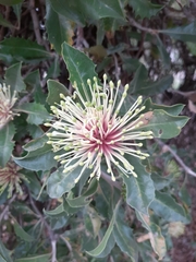 Banksia ilicifolia