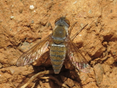 Stomylomyia tenella