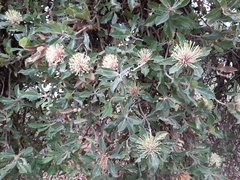 Banksia ilicifolia