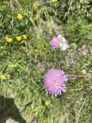 Knautia collina