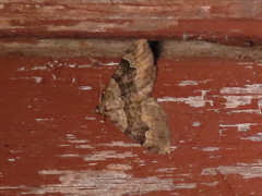 Xanthorhoe quadrifasiata
