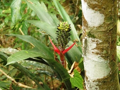 Aechmea lamarchei