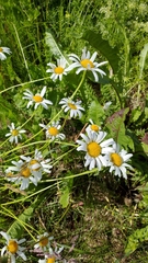 Leucanthemum vulgare