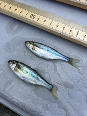 Richardsonius balteatus