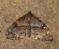 Melanomma auricinctaria