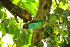 Tangara cyanoventris