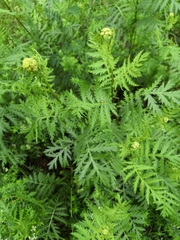 Tanacetum vulgare
