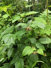 Rubus idaeus