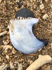 Isognomon isognomum