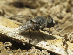 Cononedys scutellata