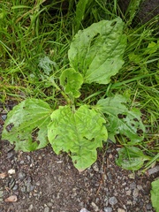 Plantago major