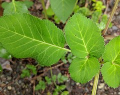 Angelica sylvestris