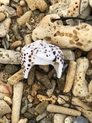 Conus pulicarius