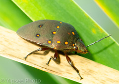 Solenosthedium rubropunctatum