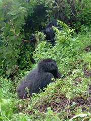 Gorilla beringei beringei