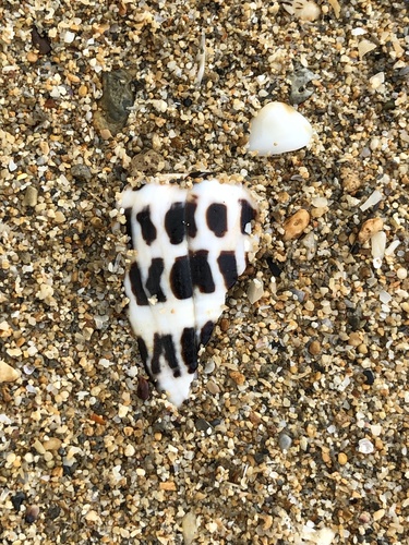 Black-and-white Cone Snail (Conus ebraeus)