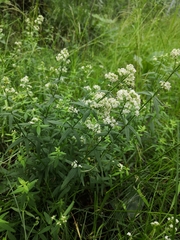 Galium