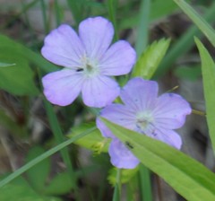 Geranium maculatum