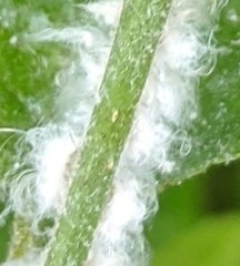 Prociphilus tessellatus