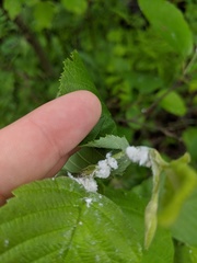 Prociphilus tessellatus