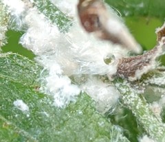 Prociphilus tessellatus