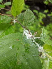 Prociphilus tessellatus