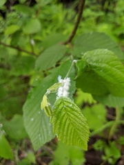 Prociphilus tessellatus