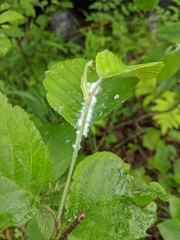 Prociphilus tessellatus